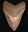 Nicely Serrated Georgia Megalodon Tooth #7470-1